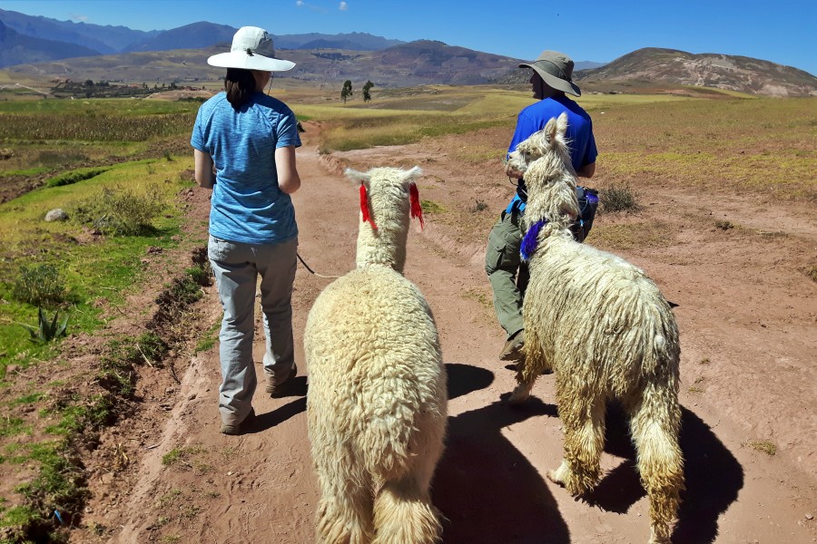 1-day moray to maras llama trek