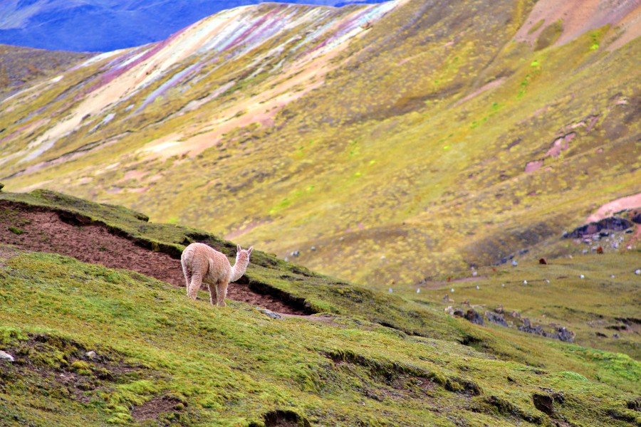 1-Day Palccoyo Rainbow Mountain Tour