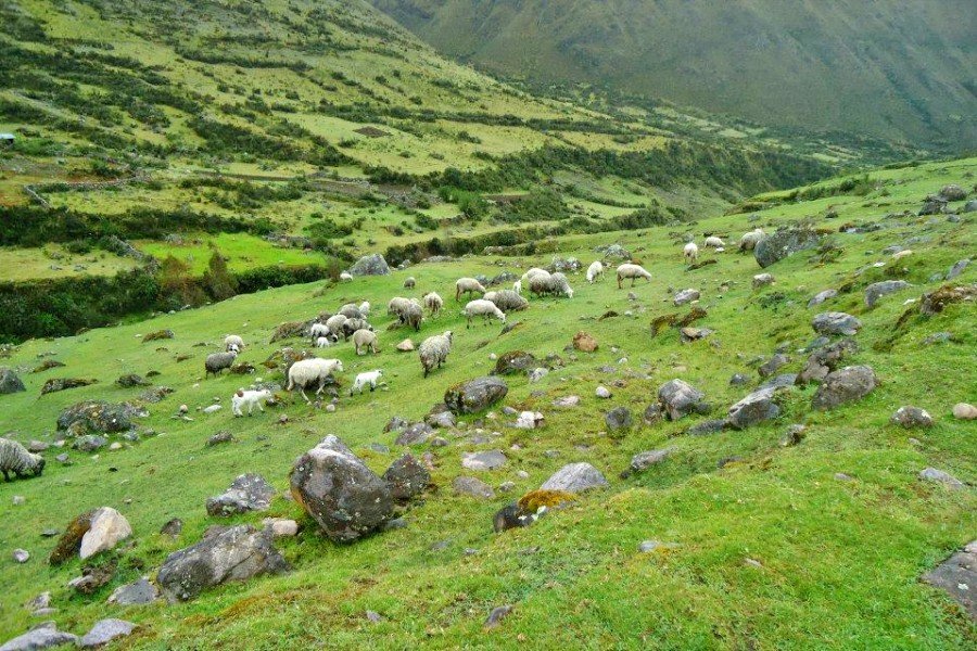 4-Day Lares Trek via Quishuarani